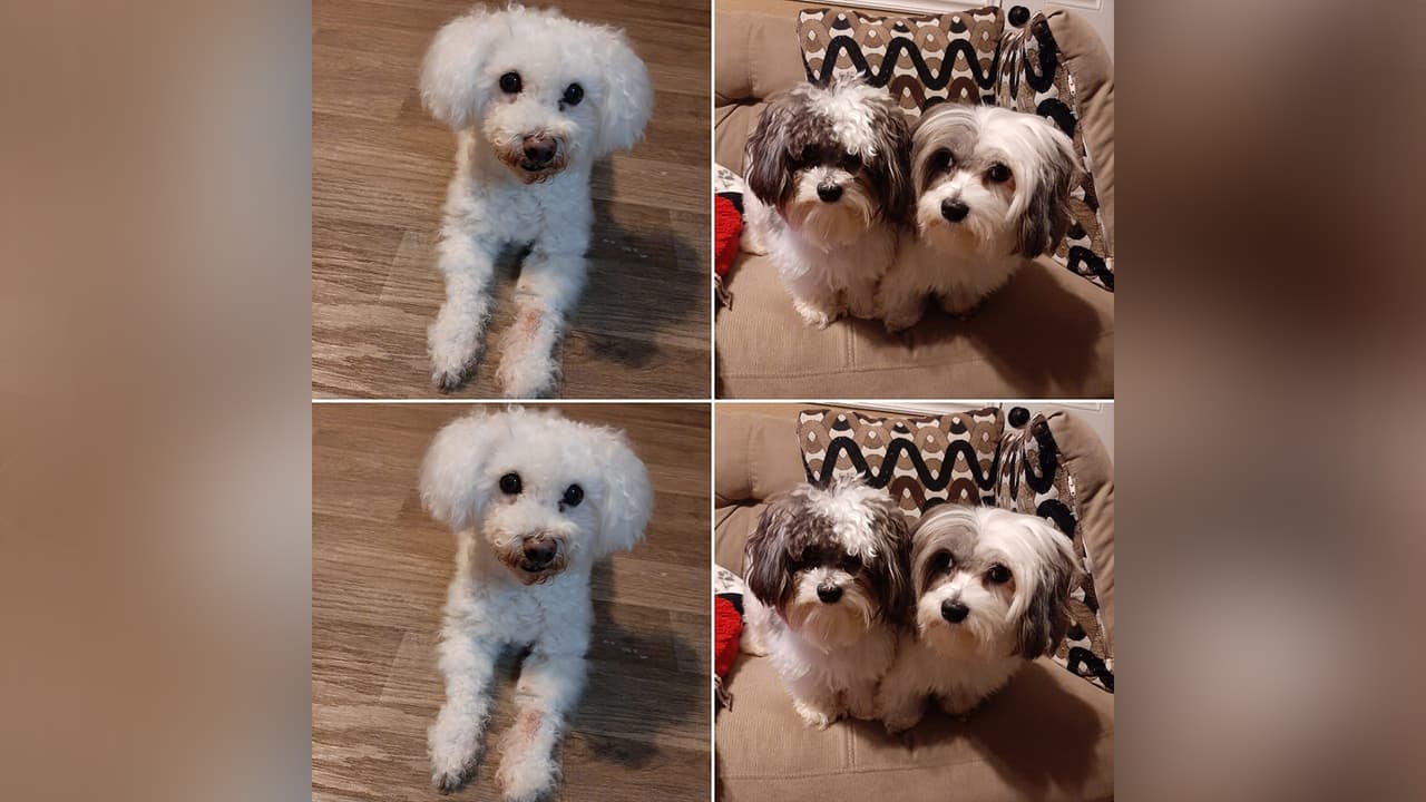 Brenda Batres Ordonez - "De izquierda a derecha Buddy, Oreo y Malú ❤❤"