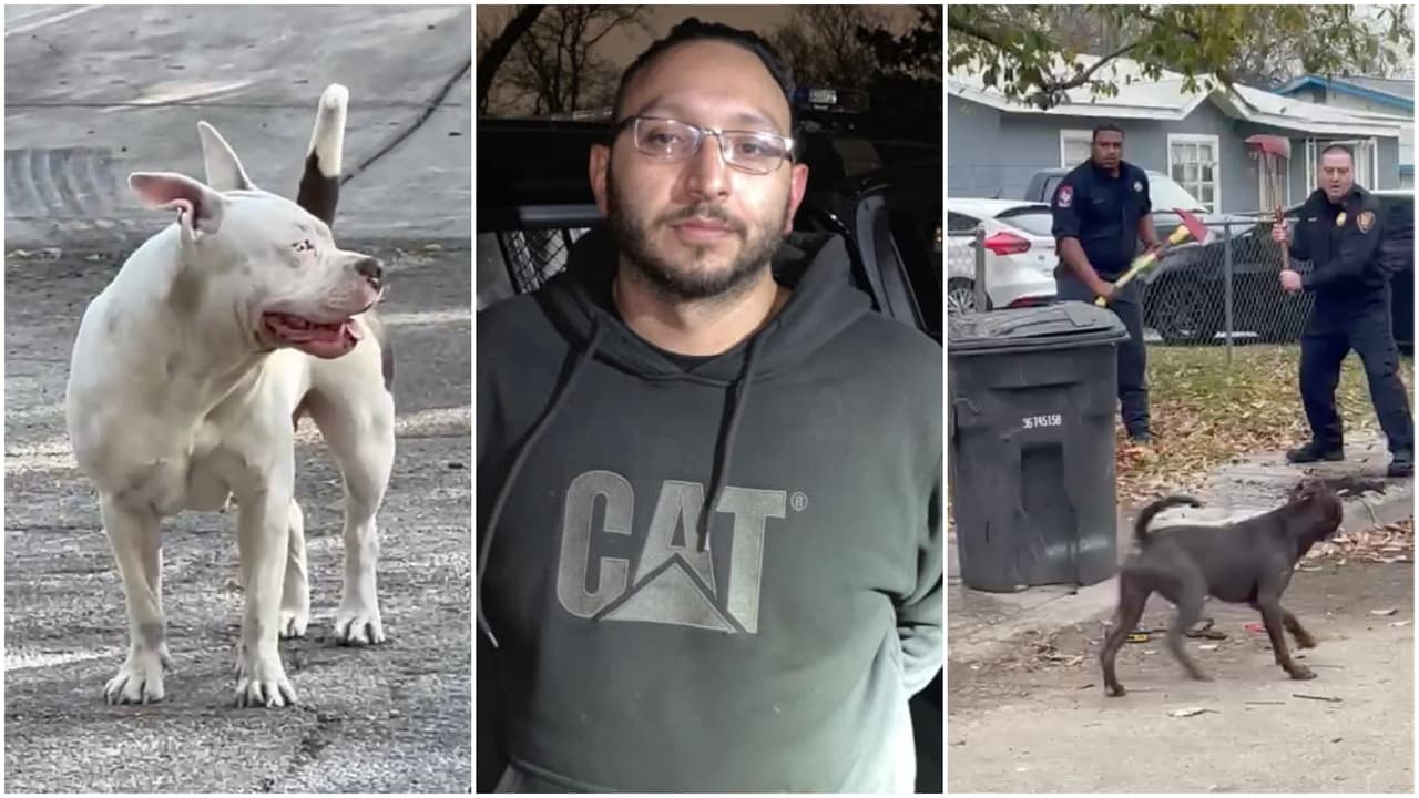 Tres perros son sacrificados tras matar a un anciano hispano y herir a 3 personas; hay un detenido