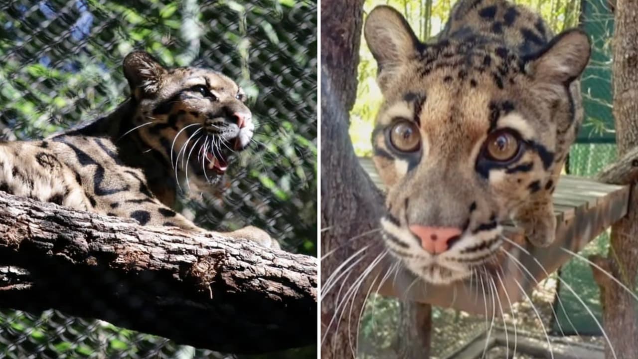 Hallan a Nova, el leopardo que escapó de su hábitat en Dallas Zoo: Investigan “crimen intencional”