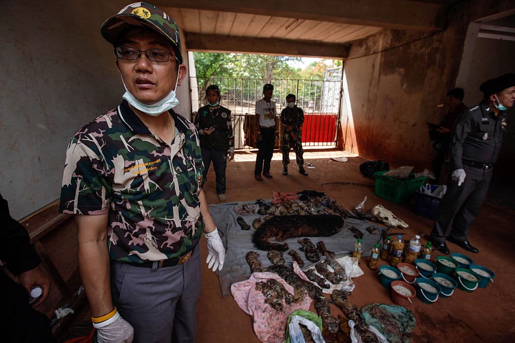 Cierran templo budista tras hallar 40 cachorros de tigre muertos