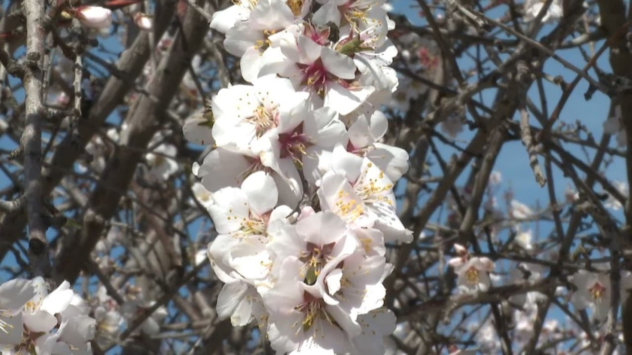 La belleza de las flores anuncia la llegada de la primavera.