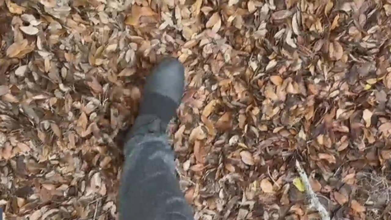 Evita accidentes al manejar con cúmulos de hojas en las calles