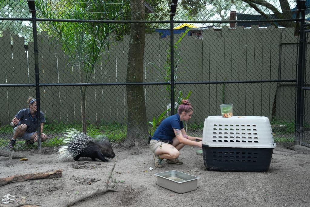 Casi todos los animales 'cumplieron' con las órdenes de desalojo de sus áreas; muchos de ellos, de gran tamaño y ferocidad. Sin embargo, el puercoespín africano Chompers no estuvo dispuesto a entrar en la jaula en que sería transportado a otra zona segura.