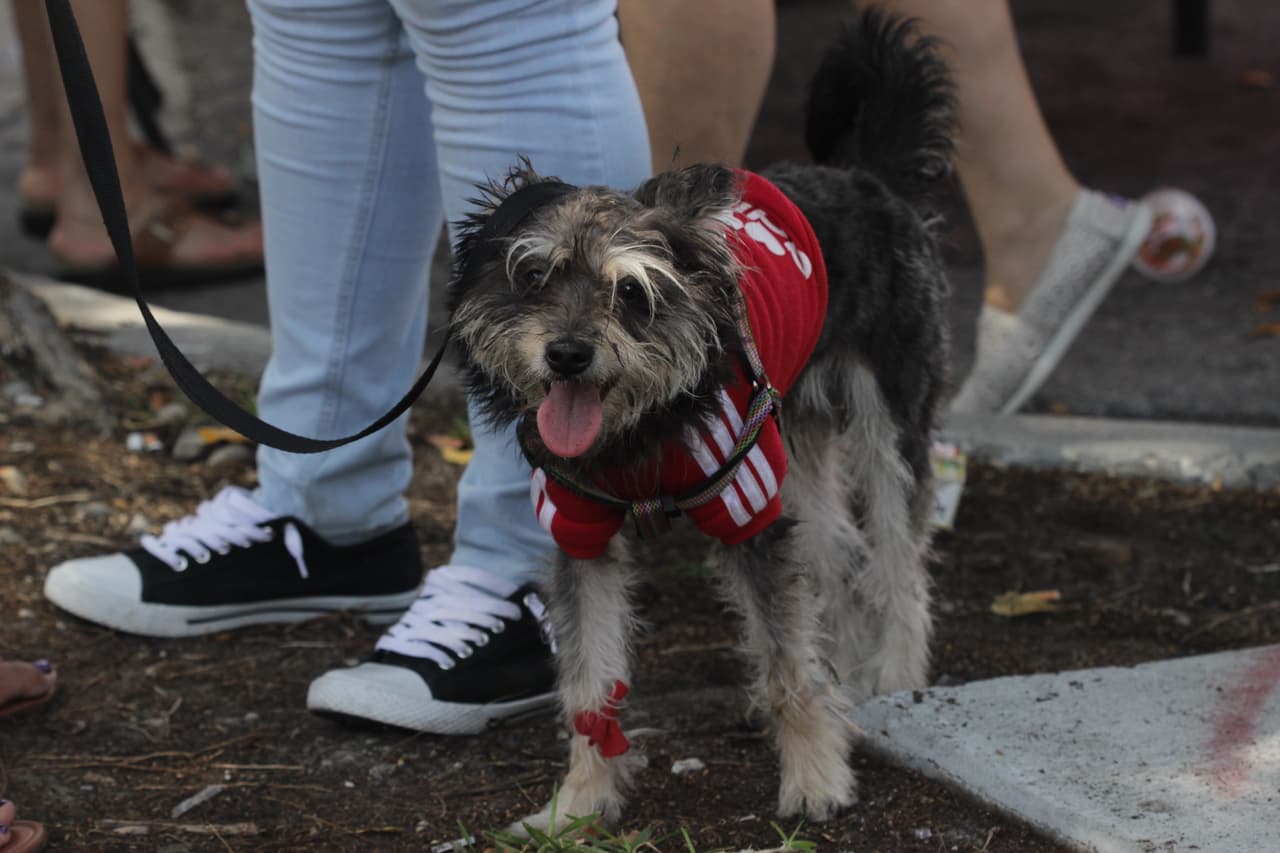 El Festival de la Calle Ocho 2016 estuvo dominada por el sabor de la comida y el ritmo de la música latina.