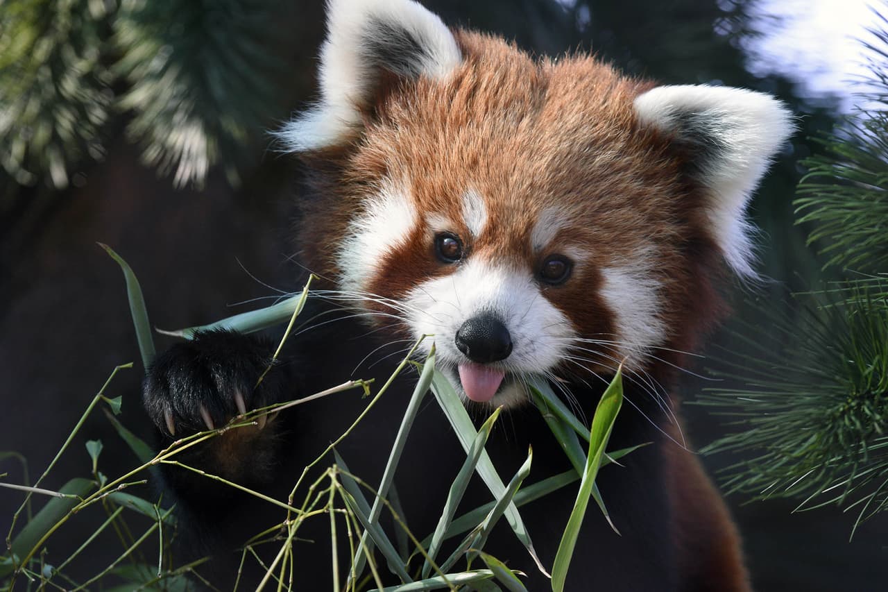 El panda rojo, el martes 28 de diciembre.