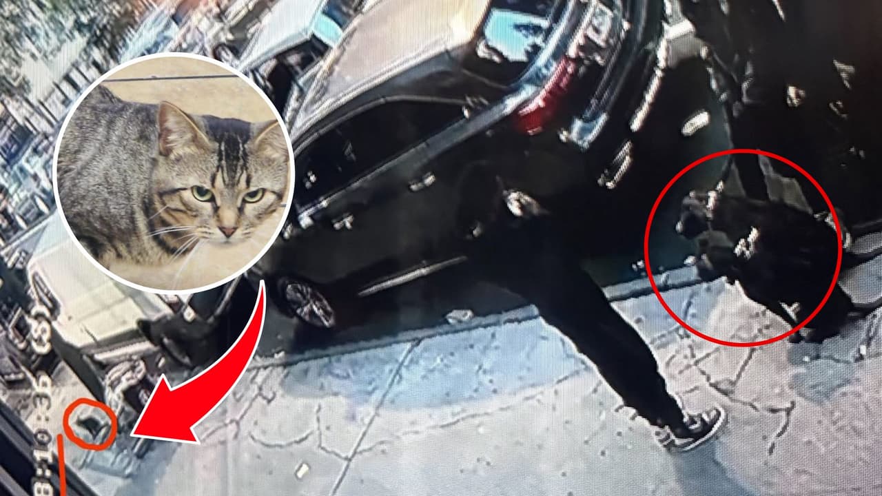 Gato de bodega Freddy muere tras ataque de pitbulls en Washington Heights