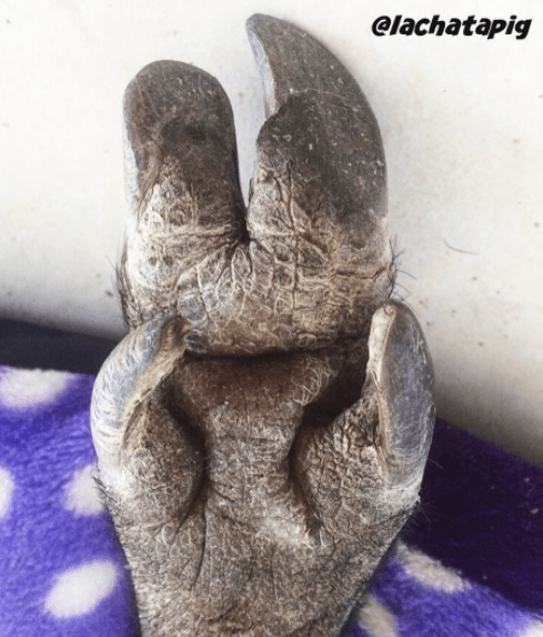 Y así la pezuña feliz de la tierna Chata.