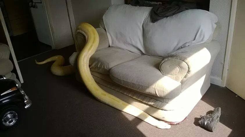 El amante de las serpientes está consciente de la mala reputación que tienen estos animales.