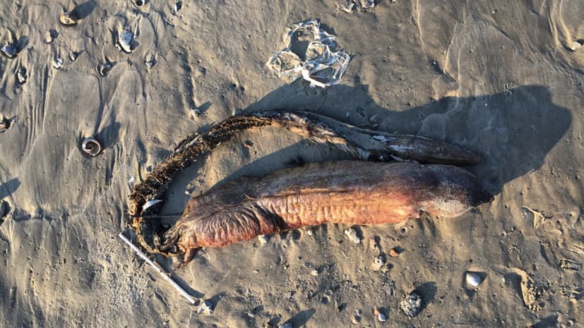 La fotografa hizo varias tomas del animal y las publicó en su cuenta de Twitter con la esperanza de que alguno de los científicos a los que sigue pudiera ayudarle a identificar la criatura.