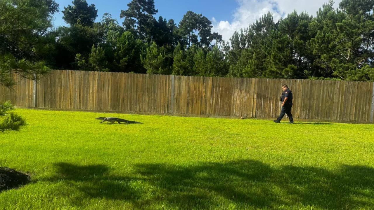 Caimán sorprende a residentes tras recorrer vecindario en Atascocita, Texas