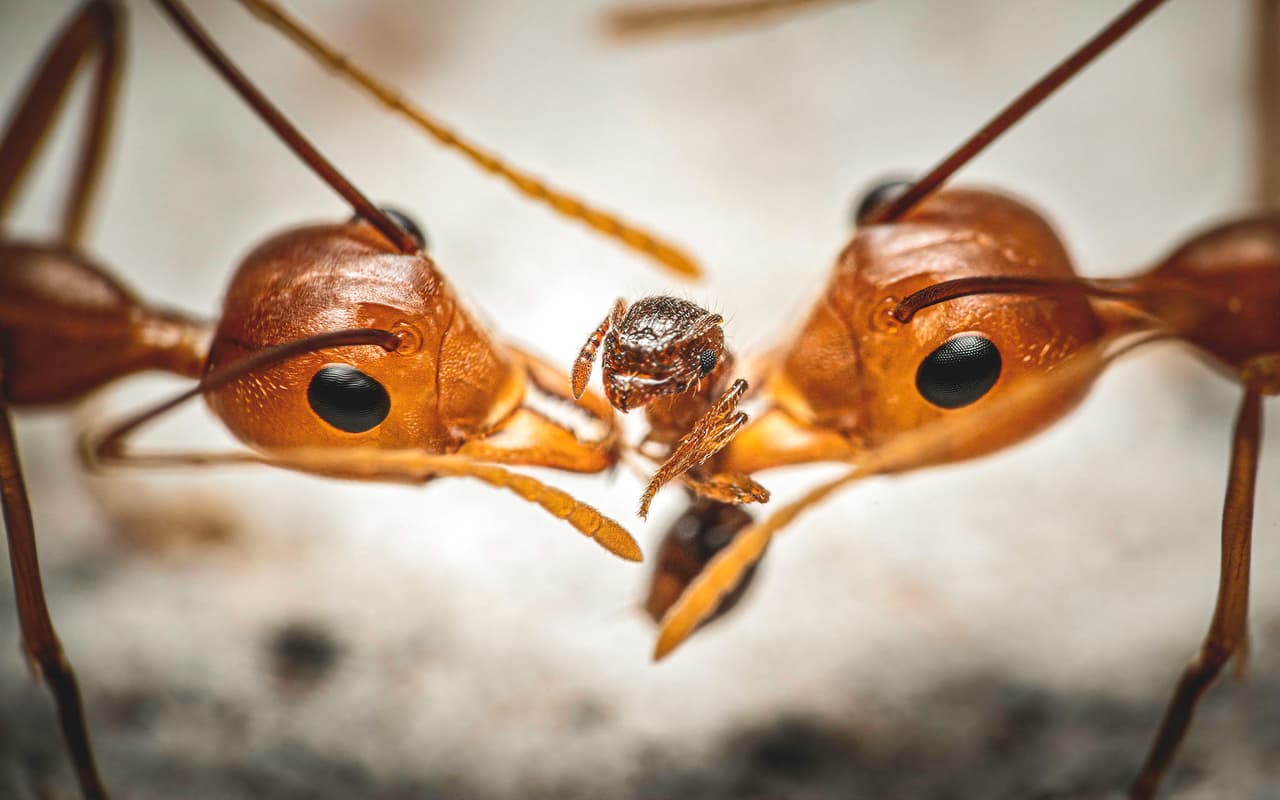 <b>‘Tira y afloja’</b>. Ganadora en la categoría ‘todos los demás insectos’. Esta dramática toma muestra dos hormigas tejedoras luchando con una especie más pequeña.