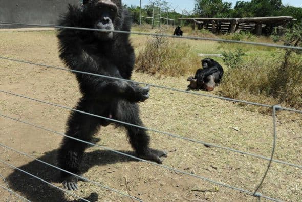 Estos chimpacés fueron rescatados del comercio ilegal en Laikipia.
