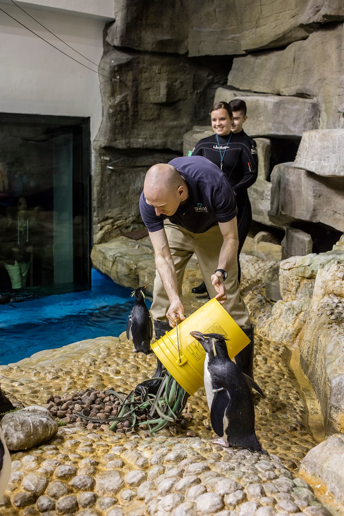 Y para prueba una roca, pues los pingüinos ya están preparando sus nidos.