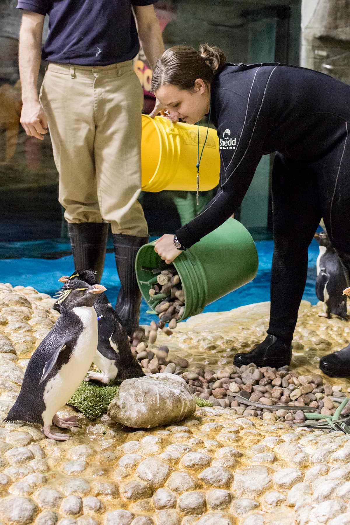 Entrenadores les llevaron materiales al hábitat para que los pingüinos puedan empezar la construcción.