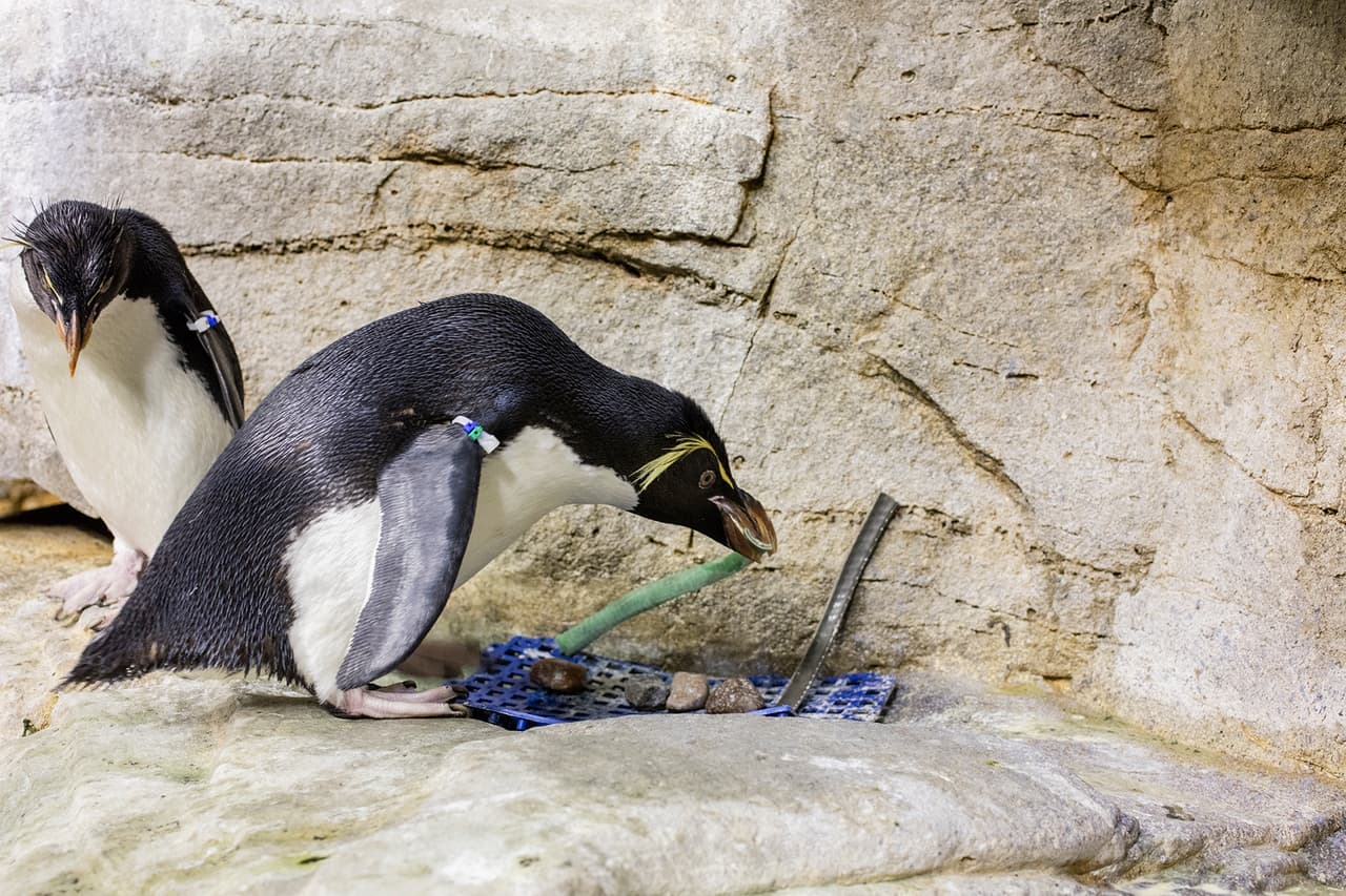 El Acuario Shedd desde este lunes y hasta el viernes 26 de febrero están ofreciendo entrada de manera gratuita si vives en Illinois. Reserva tu entrada en línea en www.sheddaquarium.org o llama al teléfono 312 939 2438. sábado y domingo también estará abierto, pero habrá que pagar. 
<br>