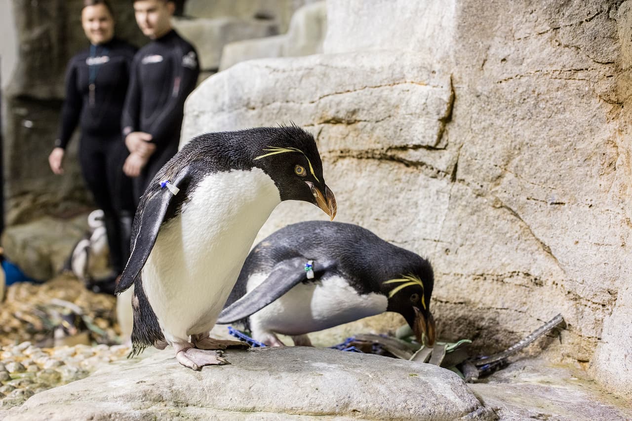 La primavera ha llegado al Shedd Aquarium.