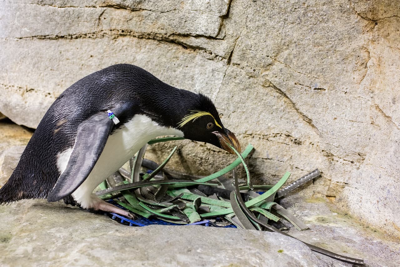 Este ritual de construcción de nidos ha sido parte del programa de cría de pingüinos del acuario desde 1994.