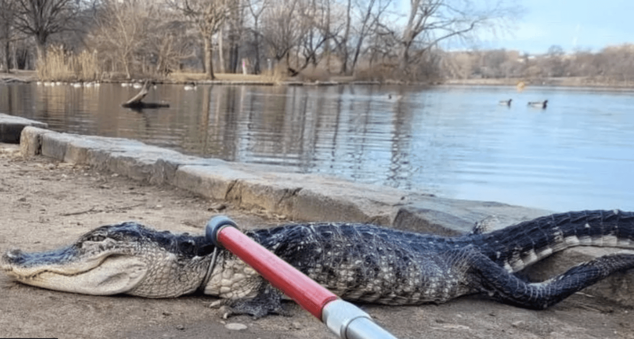 Capturan a un caimán en un lago helado en Brooklyn