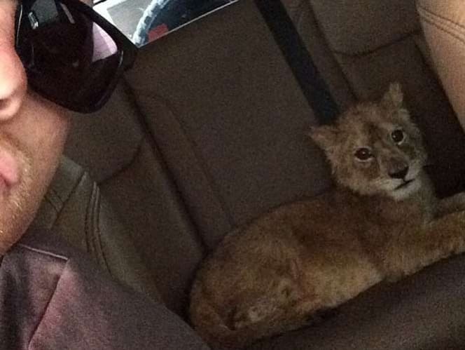 El boxeador también tiene amor por los animales y en su cuenta de Instagram, ha mostrado un león cachorro que incluso, pasea en sus carros de lujo.