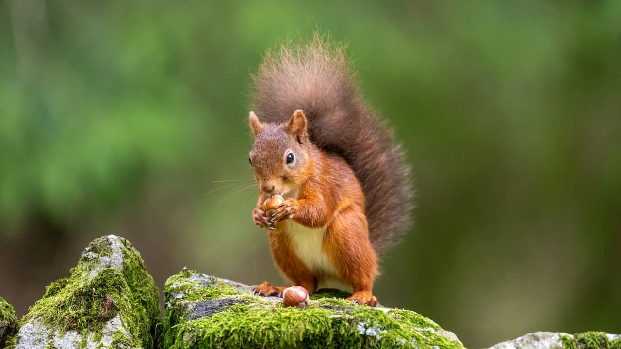 <h3 class="cms-H3-H3">En resumen 🐿️</h3>
<b>Cuántas hay: </b>No existe un conteo público de la población de ardillas en toda Dallas-Fort Worth.
<br>
<b>Especie común: </b>La ardilla zorro oriental vive en parques, jardines y zonas arboladas del norte de Texas.
<br>
<b>Un mito a medias:</b> Recuperan muchas nueces enterradas, pero algunas quedan bajo tierra y pueden convertirse en árboles.
<br>
<b>Riesgos en casa: </b>Pueden instalarse en los áticos, dañar el aislamiento y roer cables eléctricos.
<br>
<b>Consejo:</b> Es mejor observarlas a distancia, sin alimentarlas ni intentar agarr