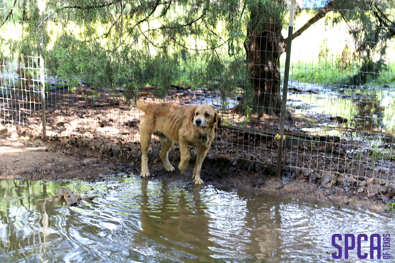 Los animales parecen tener varios problemas médicos, incluyendo pérdida de cabello, problemas con los ojos, heridas, infestación de pulgas, uñas largas y extremidades lesionadas.