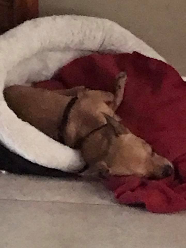 "Mi Toby" - Gabriela Gorrochotegui