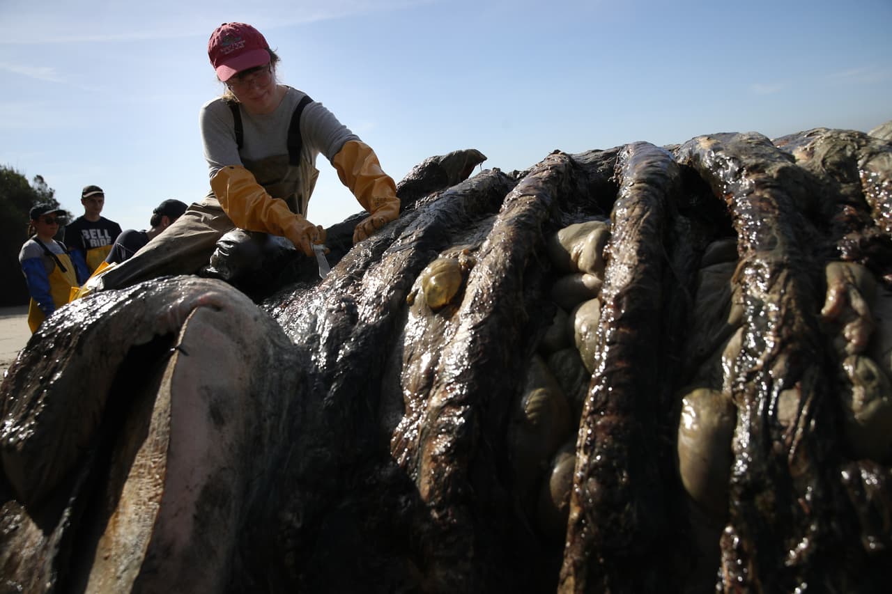 "Estamos viendo una gran cantidad de ballenas raquíticasa", dijo a un diario local el biólogo marino Bill Keener, jefe de Golden Gate Cetacean Research.
<b>"Nuestra conjetura es que están super hambrientas,</b> tal vez buscando un poco de comida antes de continuar hacia el norte".
