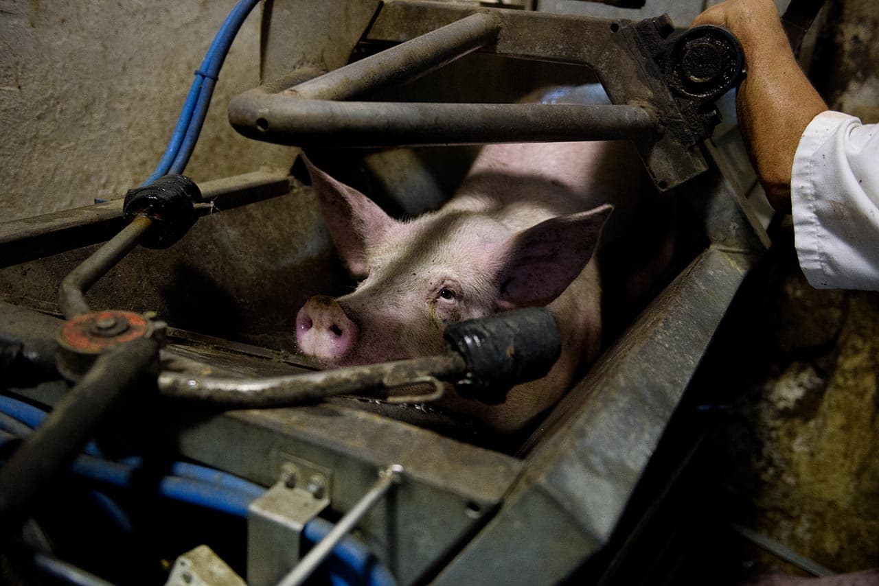 Este es un cerdo dentro de lo que se llama cajón de aturdimiento, previo a su matanza.
<i>Zapopan (Jalisco), 2015.</i>
