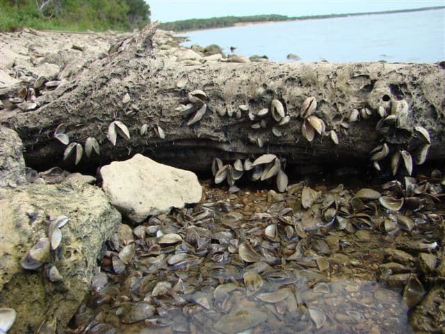 Los mejillones cebra pueden interrumpir el suministro de agua al colonizar el interior de las tuberías y restringir el flujo de agua, dañando las estructuras de toma de agua que proporcionan agua a miles de hogares y negocios, encareciendo el agua.