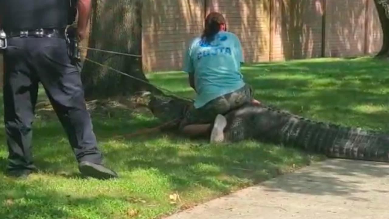 Estos animales son rápidos y pueden correr hasta 35 millas por hora.