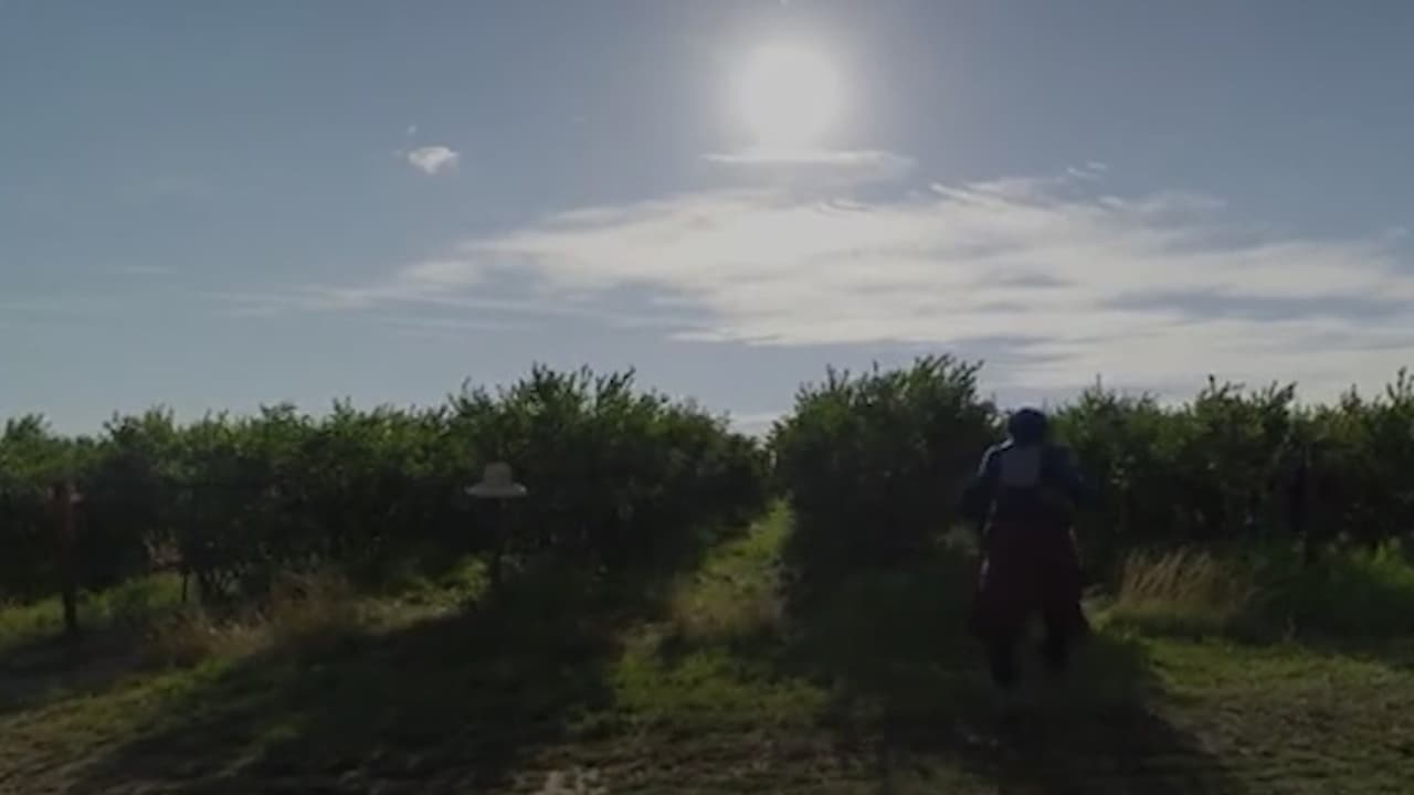 ¿Eres trabajador del campo? Estos son tus derechos durante temporadas de calor extremo