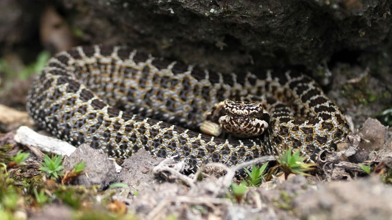 Aumentan casos mortales por mordedura de serpiente de cascabel en el sur de California