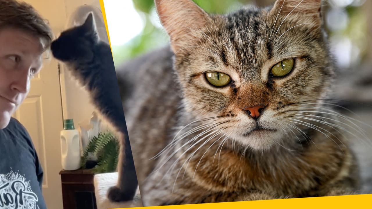Hombre enseña cómo hablarle a tu gato para que te haga caso ¡y sí funciona! Estos son sus tips
