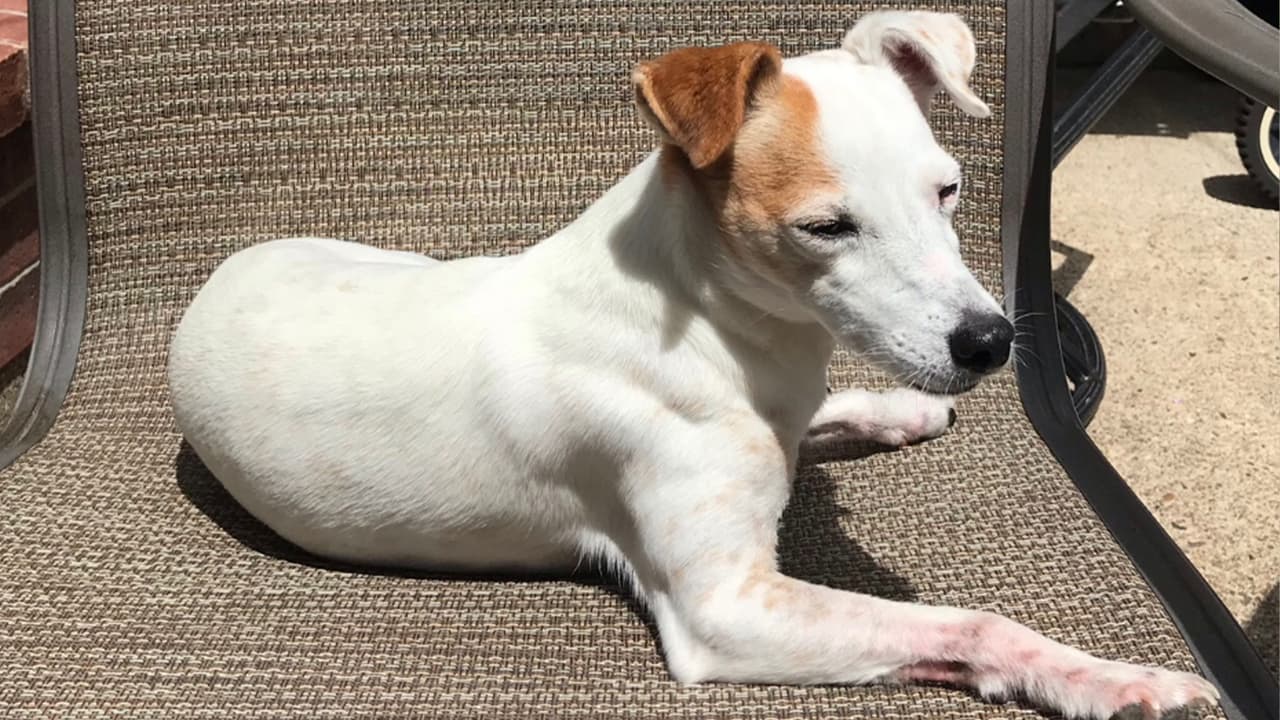 "La consentida de la casa", cuenta María Hanes, productora digital de Univision 45.