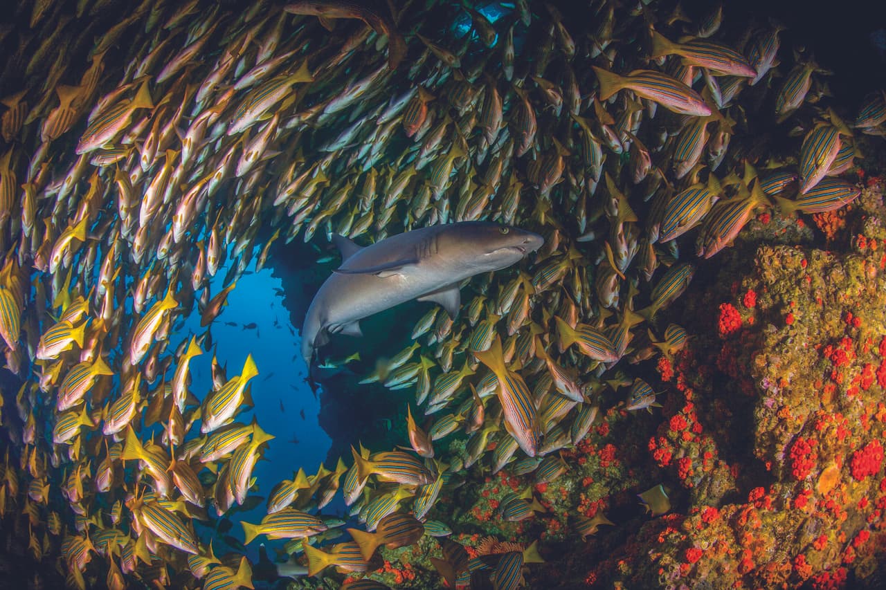 Más del 50% de especies por hectárea de agua son depredadores como 
<a href="http://www.univision.com/noticias/medio-ambiente/expedicion-a-la-isla-del-coco" target="_blank">los tiburones</a>, lo que para los científicos es indicador de que el ecosistema está en perfecto equilibrio, pues da albergue y sustento a estos enormes peces y favorece el ciclo de la vida.