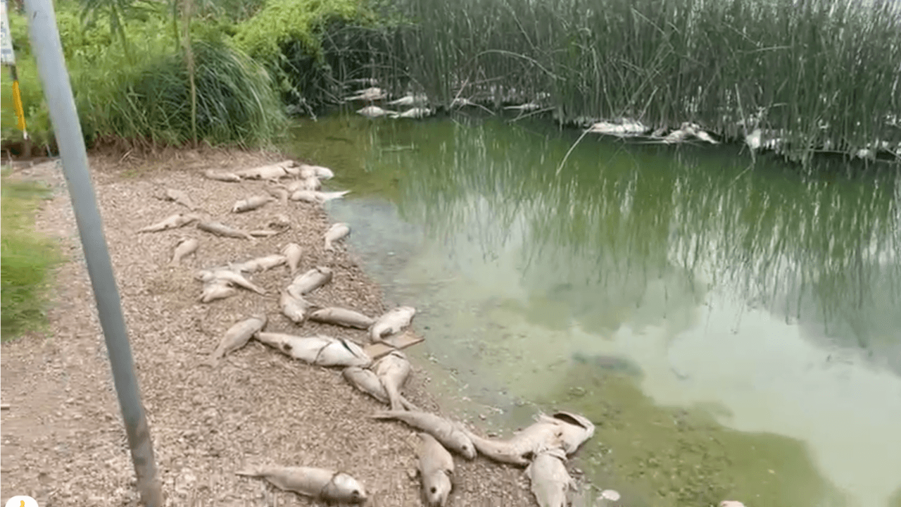 <h2 class="cms-H2-H2">¿Por qué disminuye el oxígeno en ríos y lagos?</h2>
<br>Según nuestro meteorólogo, en Univision 41, Orlando Peña, el bajo nivel del agua hace que peces y otros animales que viven en el agua compitan por el oxígeno. De esta manera, llega un punto en que se agota el oxígeno o disminuye tanto que mueren los animales acuáticos.
<br>
<br>La sequía podría agravar los niveles de agua y de su oxígeno, ya que debido al calor, el agua de los lagos y ríos se evapora más rápido y baja su nivel.