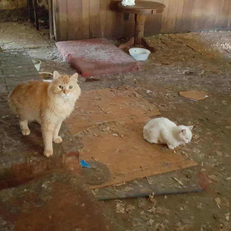 Los gatos sólo tenían agua sucia para beber.
