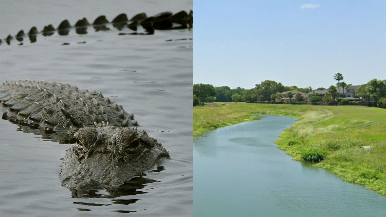 Policía de Houston mata a un caimán tras hallar los restos de una mujer en su hocico