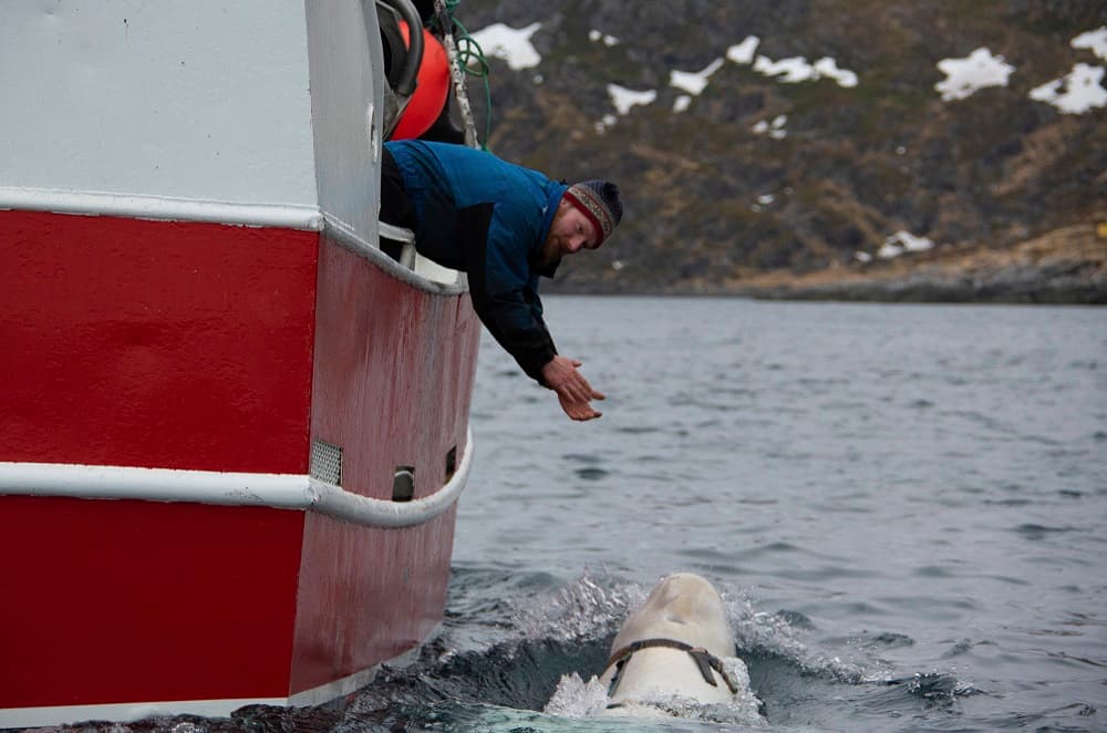 El viernes pasado, el pescador Joar Hesten saltó al agua helada para quitarle el arnés al ver al animal. El hombre le dijo a la transmisora noruega NRK que la ballena comenzó a restregarse contra su barco cuando la vio por primera vez, lo que demuestra que estaba adiestrada y acostumbrada a estar en contacto con los humanos.