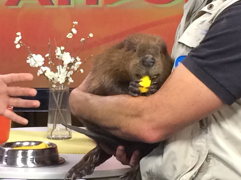 El Zoológico de San Diego cumple 100 años en 2016