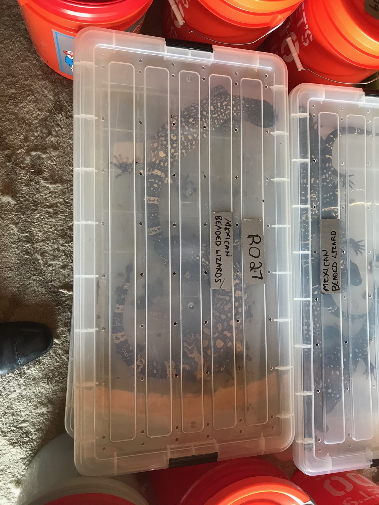 En total incautaron 100 cobras venenosas y ocho caimanes dentro de la vivienda, además del arresto de un hombre durante esta inspección.