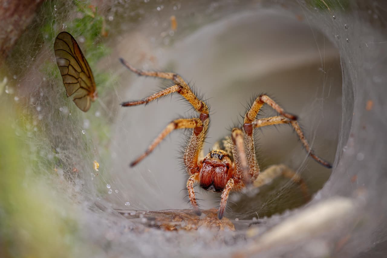 <b>‘Una raña en el laberinto’</b>. Segundo lugar en la categoría 'casas de insectos'. Su autor asegura que su principal desafío fue encontrar una tela de araña a la que pudo acceder con su cámara sin dañarla ni perturbar al insecto.
