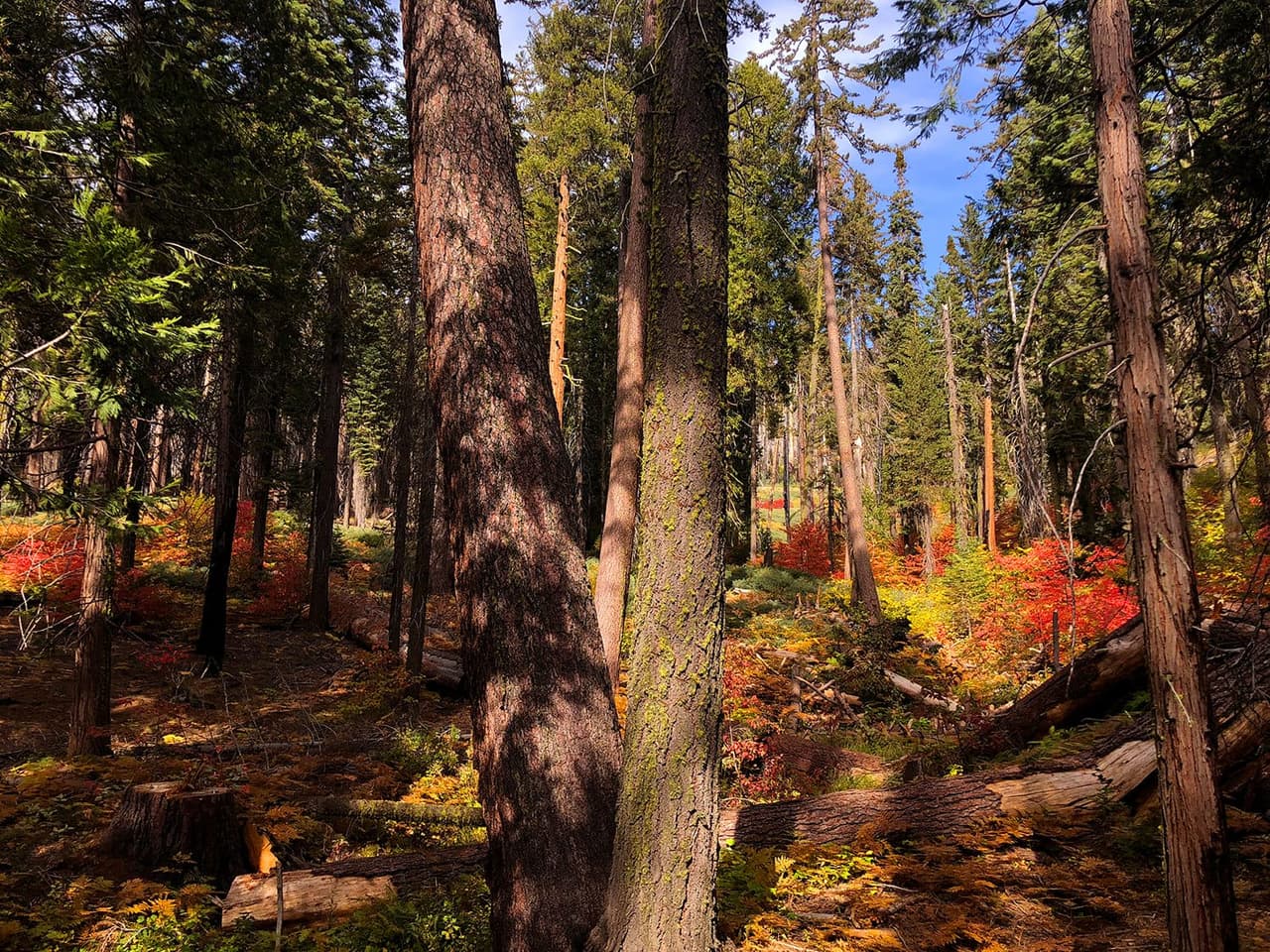 <b>Una muestra del color del otoño a través del sendero Big Oat Flat Road, en el Parque Nacional de Yosemite.</b> Algunas hojas se vuelven de un rojo carmesí intenso, mientras que otras se vuelven doradas. Esto se debe a que tienen pigmentos llamados xantofilas (amarillos), carotenoides (amarillos, naranjas) y antocianina (rojo). La antocianina es el resultado del azúcar vegetal atrapada, producida por la hoja cuando los días son soleados y las noches frías.