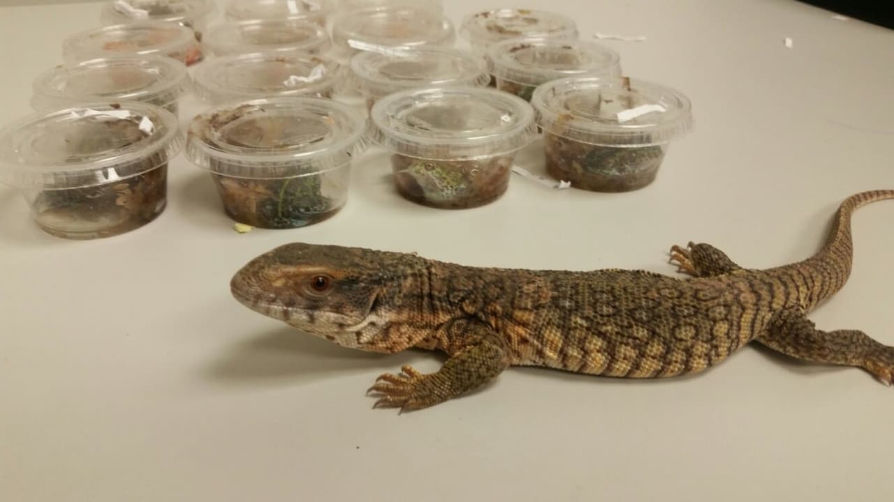 Cuerpo de Vigilantes ocupa paquete de correo con especies dañinas para la fauna en Puerto Rico