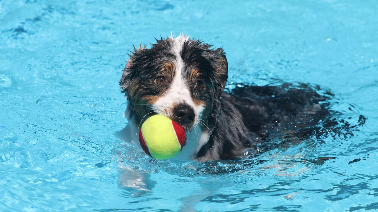 <h3 class="cms-H3-H3">Otros enemigos del verano: pulgas, garrapatas, mosquitos y piscinas</h3>
<br>Cuando el calor aprieta, también lo hacen las plagas. Más bichos, más riesgos. Usa productos preventivos aprobados por tu veterinario y revisa su piel cada tanto, especialmente si sale al jardín o al parque.Y si se mete al agua, no lo pierdas de vista. Algunos perros no saben nadar bien. Otros se emocionan tanto que tragan agua sin parar. 
<b>Y si no se seca bien después, puede desarrollar infecciones en la piel o en los oídos.</b>