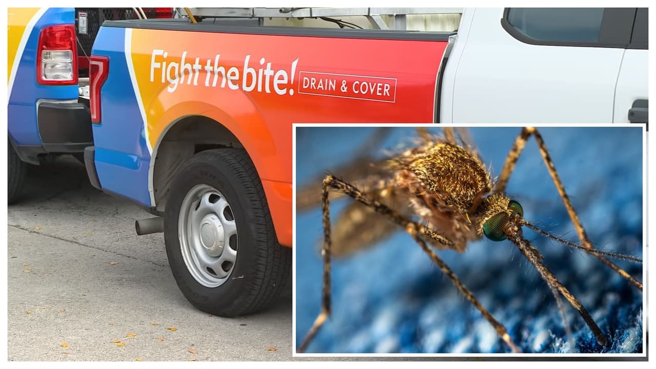 Anuncian medidas para controlar plaga de mosquitos en Miami-Dade