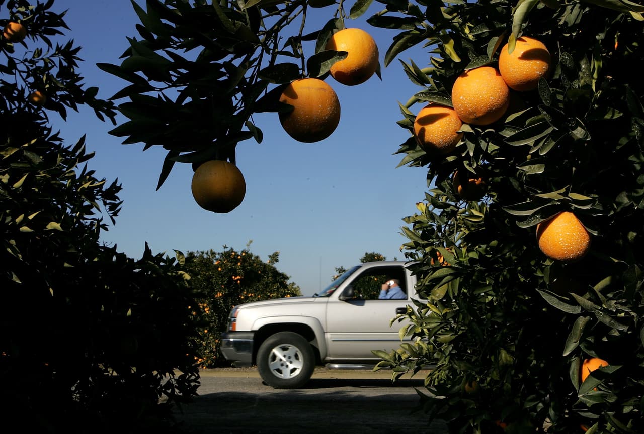 Agentes de ICE se presentan en planta de cítricos en California y 90 empleados no vuelven a trabajar