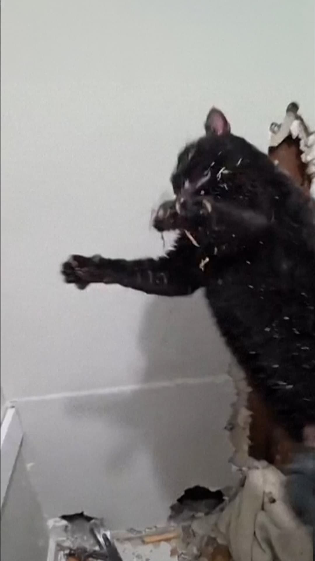 Rescatan a un gato atrapado dentro de una pared