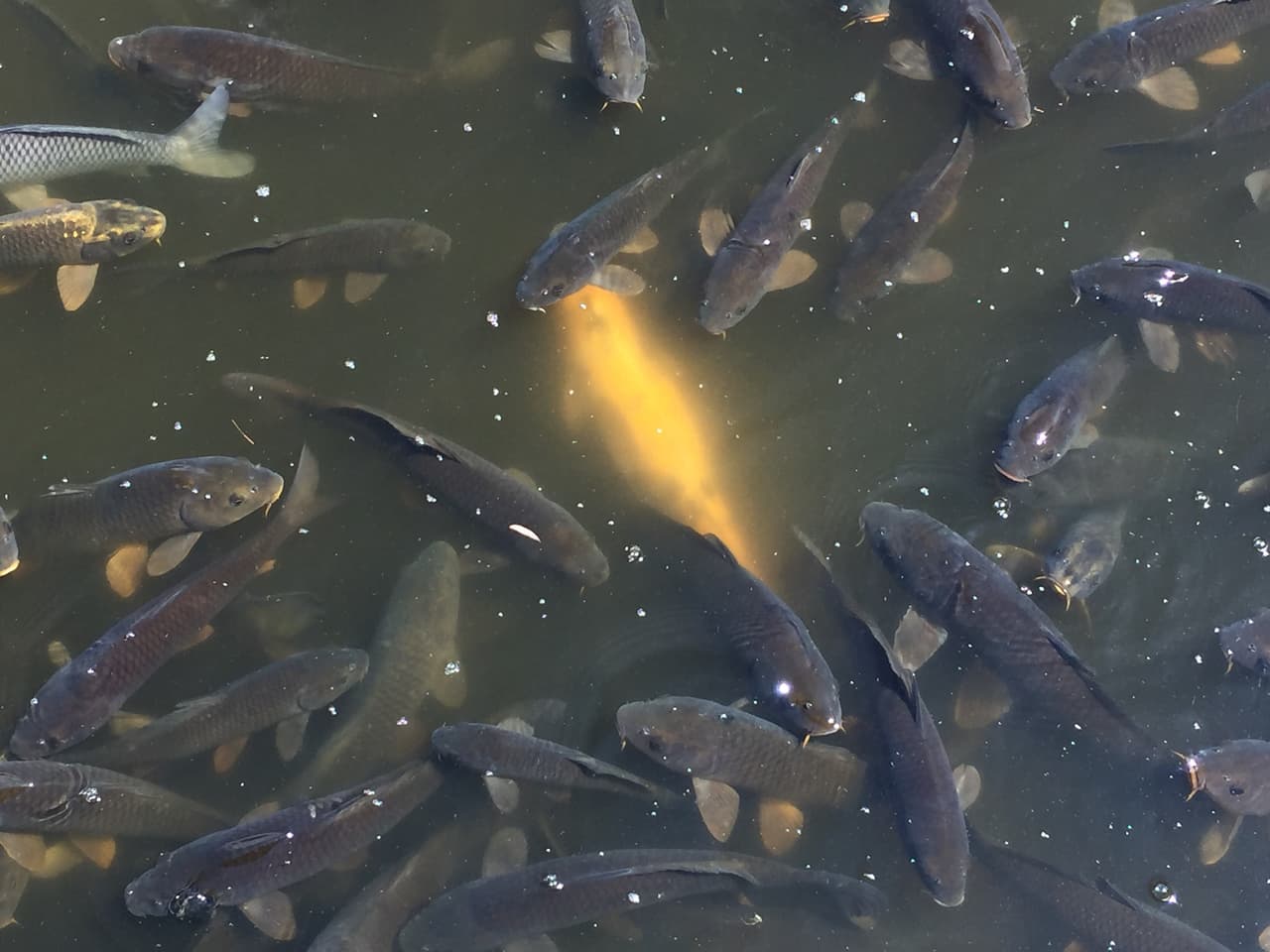 En la cultura asiática la carpa simboliza bienestar, felicidad y libertad.