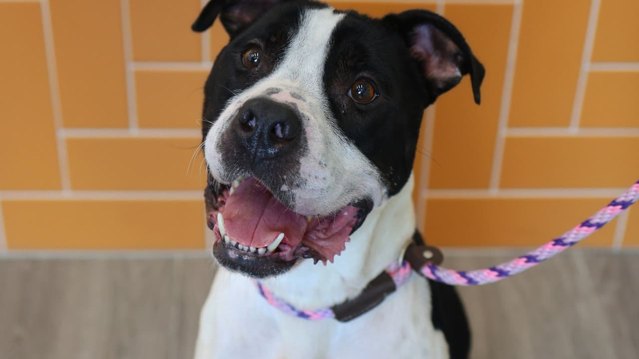 Y Hodge aprovechó las cámaras para recordarnos que está en adopción y en espera de un nuevo hogar, que 
<b>quiera tener piezas de arte infinitas. </b>